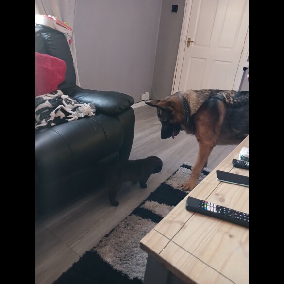 Staffordshire Bull Terrier