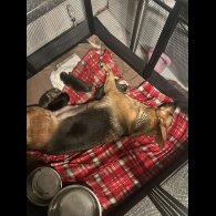 German Shepherd (Alsatian)