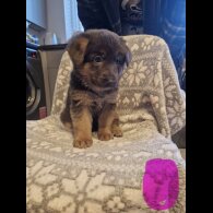 German Shepherd (Alsatian)