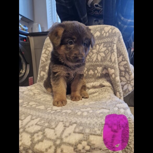 German Shepherd (Alsatian)