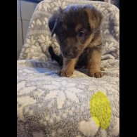 German Shepherd (Alsatian)