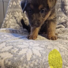 German Shepherd (Alsatian)