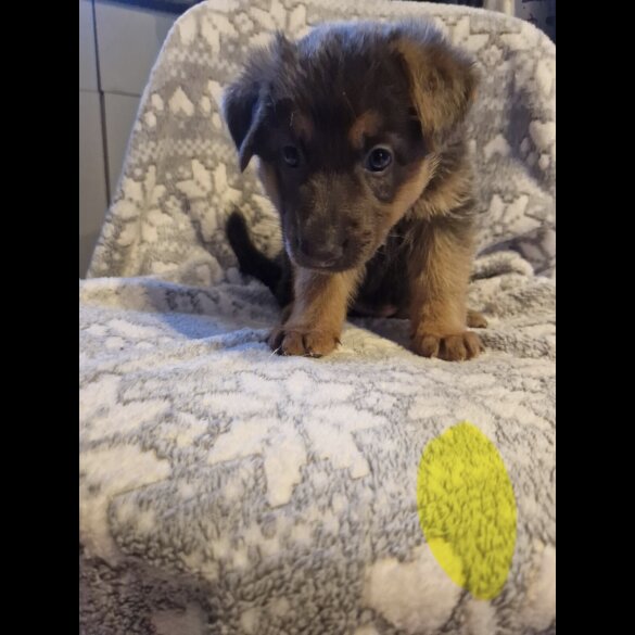 German Shepherd (Alsatian)