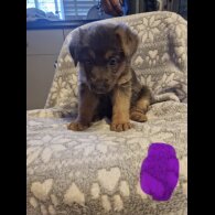 German Shepherd (Alsatian)