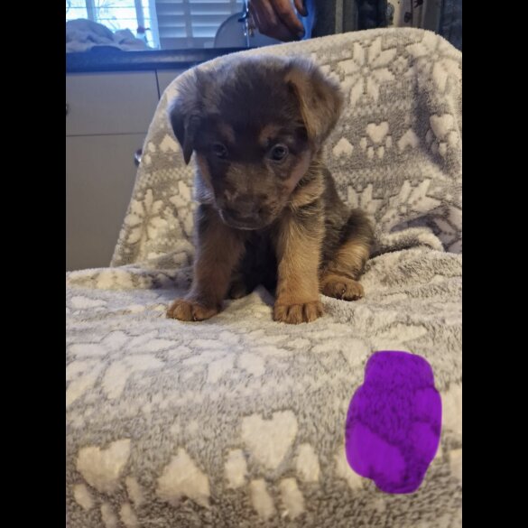 German Shepherd (Alsatian)