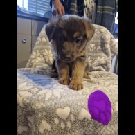 German Shepherd (Alsatian)