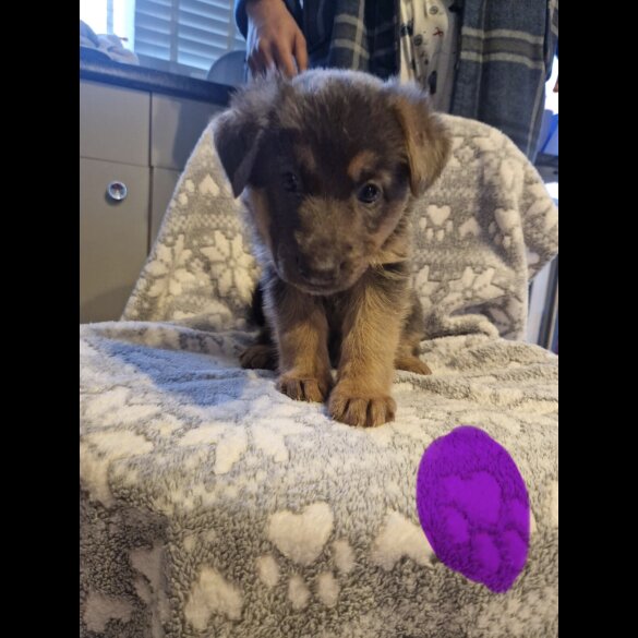 German Shepherd (Alsatian)