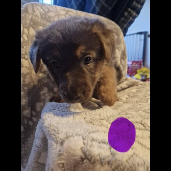 German Shepherd (Alsatian)