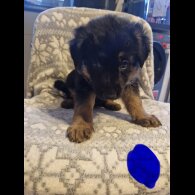 German Shepherd (Alsatian)