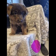 German Shepherd (Alsatian)