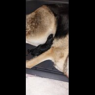 German Shepherd (Alsatian)