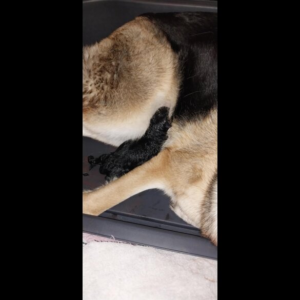 German Shepherd (Alsatian)