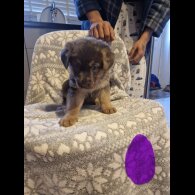 German Shepherd (Alsatian)