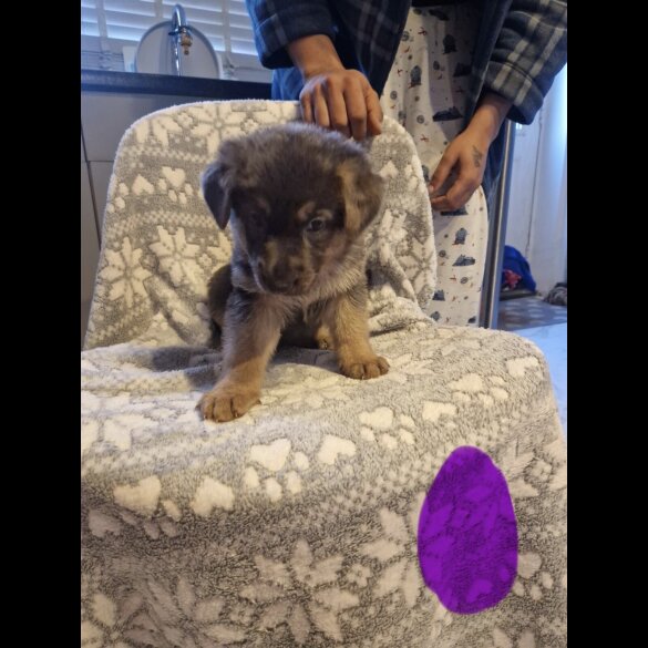 German Shepherd (Alsatian)