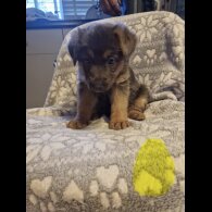 German Shepherd (Alsatian)