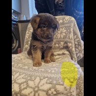 German Shepherd (Alsatian)