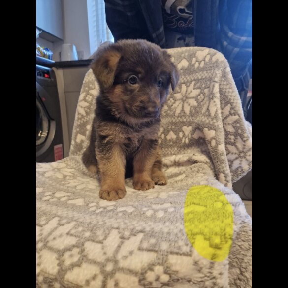 German Shepherd (Alsatian)