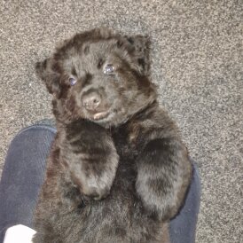 German Shepherd (Alsatian)