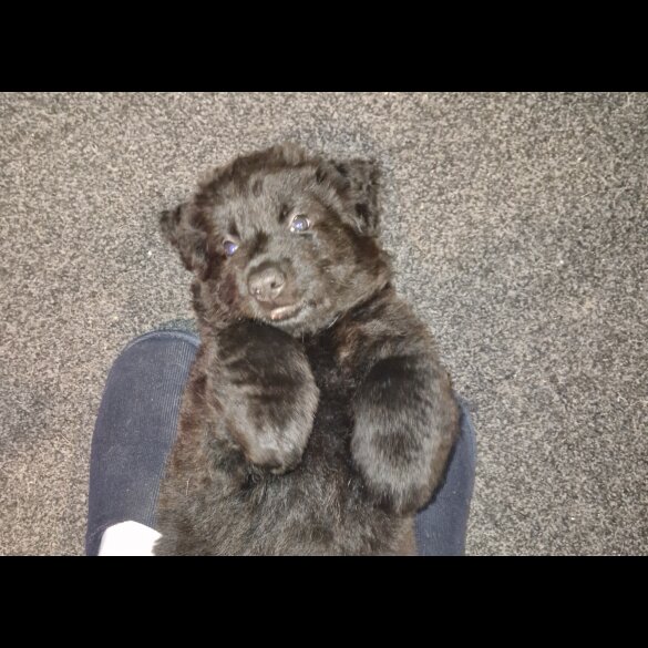 German Shepherd (Alsatian)