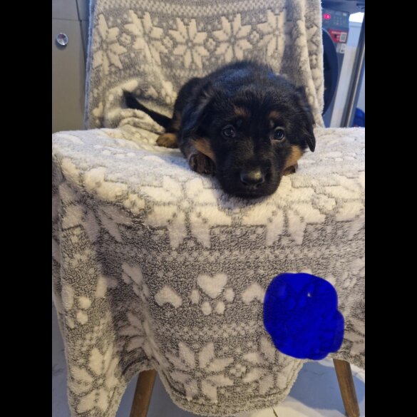 German Shepherd (Alsatian)