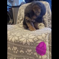 German Shepherd (Alsatian)