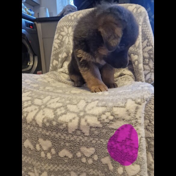 German Shepherd (Alsatian)