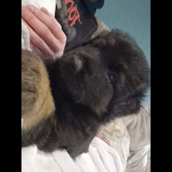 German Shepherd (Alsatian)