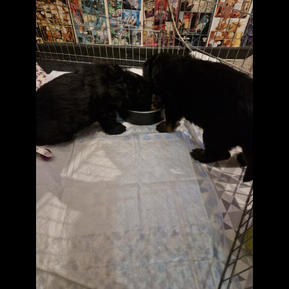 German Shepherd (Alsatian)