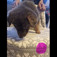 German Shepherd (Alsatian)