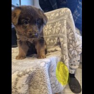 German Shepherd (Alsatian)