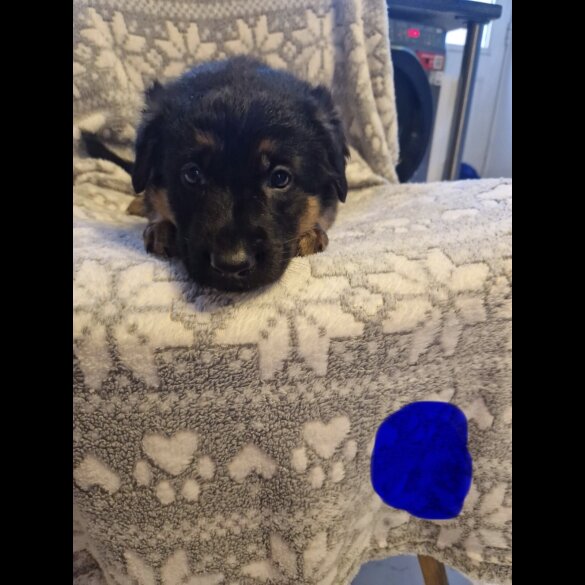 German Shepherd (Alsatian)