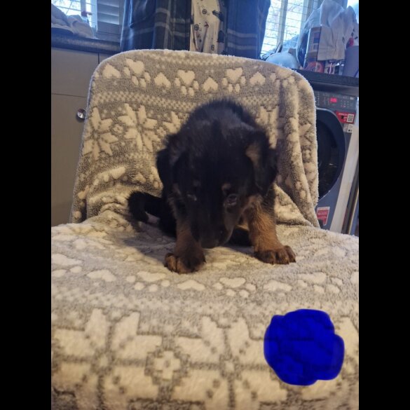 German Shepherd (Alsatian)