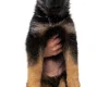 German Longhaired Pointer