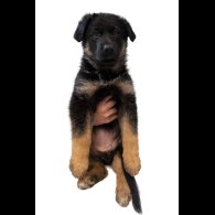 German Longhaired Pointer