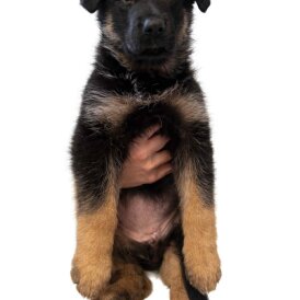 German Longhaired Pointer