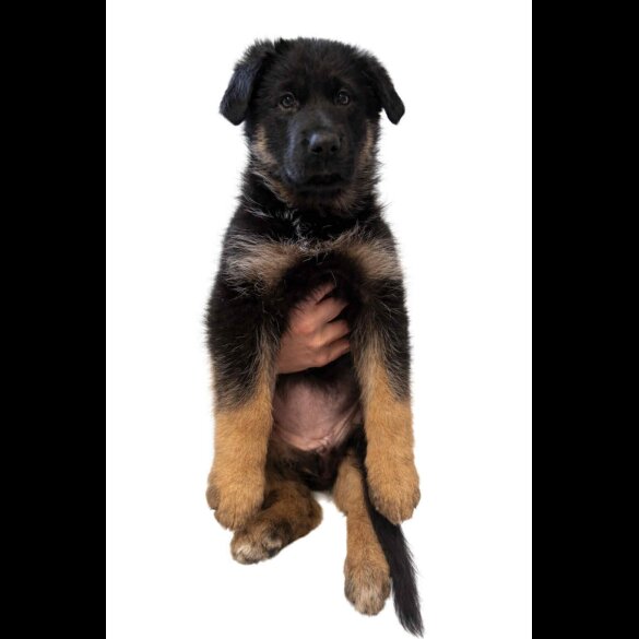 German Longhaired Pointer