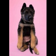 German Longhaired Pointer