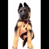 German Longhaired Pointer