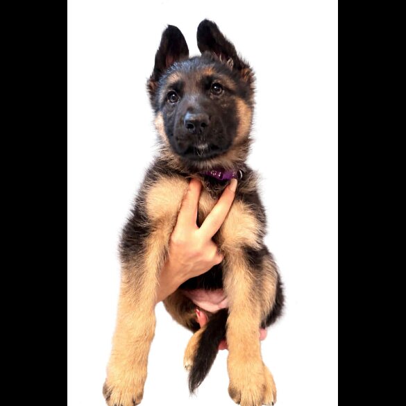 German Longhaired Pointer