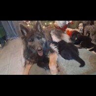 German Longhaired Pointer