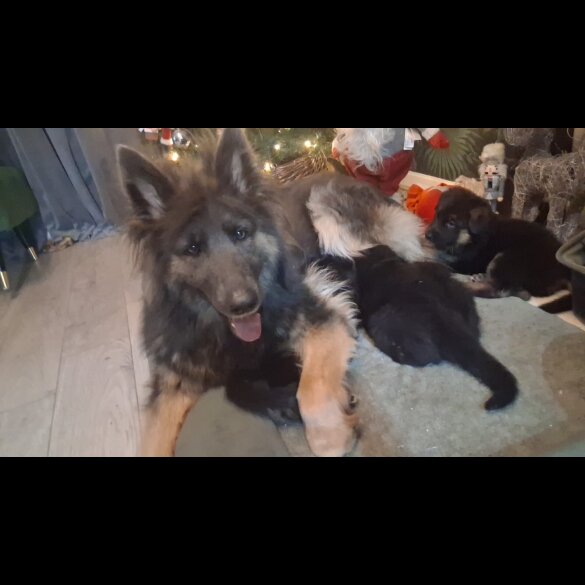 German Longhaired Pointer