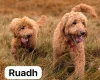 Goldendoodle