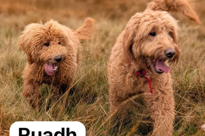 Goldendoodle
