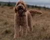 Goldendoodle
