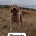 Goldendoodle