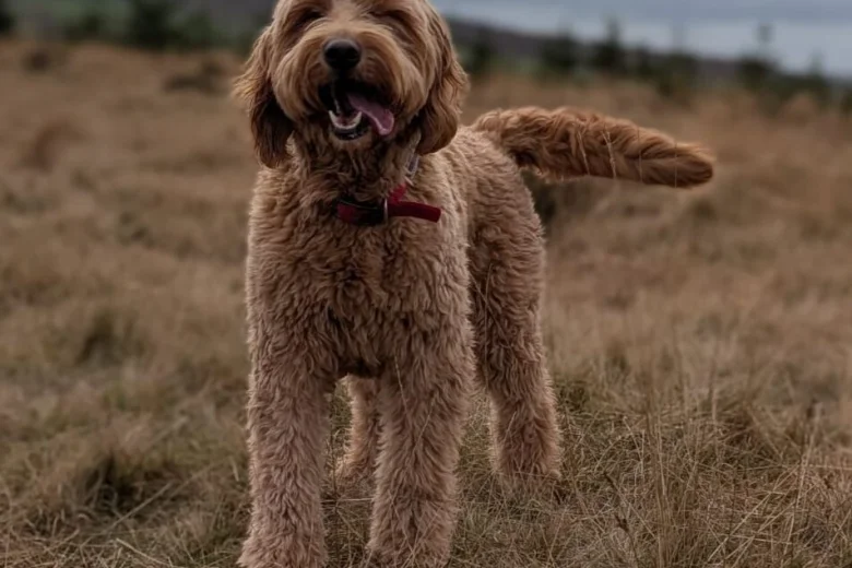 Goldendoodle