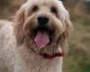 Goldendoodle