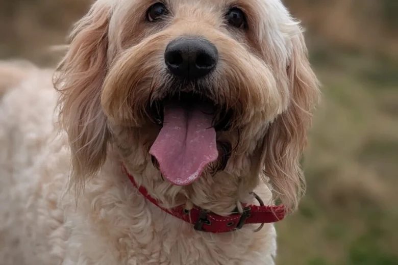 Goldendoodle
