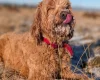 Goldendoodle