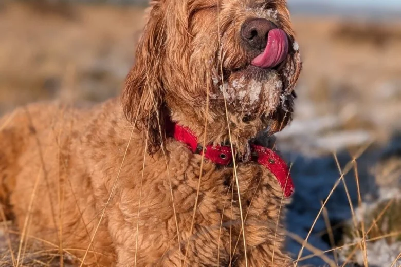 Goldendoodle